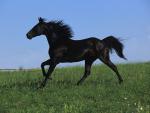 Animals_303