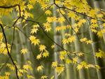 tree_179
