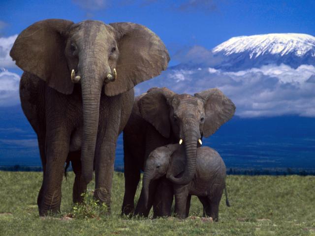 African Elephants, Amboseli National Park, Kenya