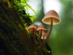 Autumn Mushrooms, Vancouver Island, British Columbia