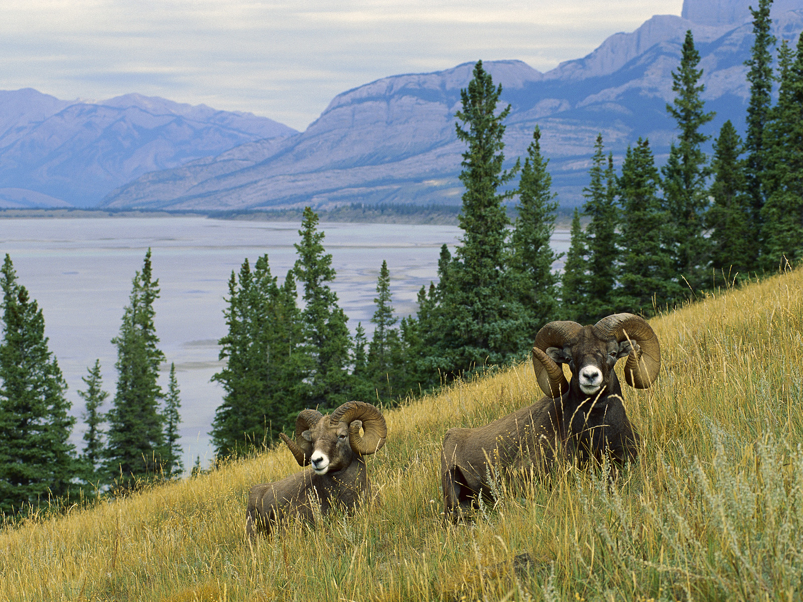 Bighorn Sheep