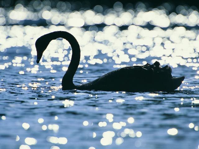 Black Swan
