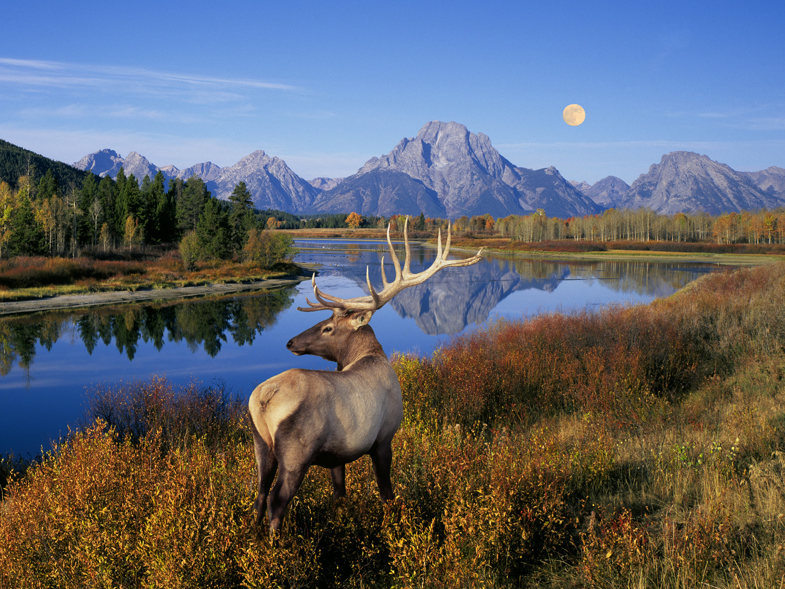 Bull Elk Standing on Banks of Snake River, Grand Teton National Park, Wyoming