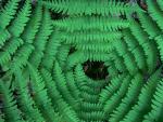 Converging Ferns