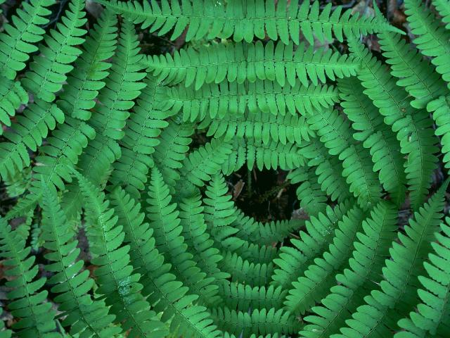 Converging Ferns