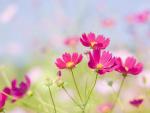 Cosmos, Otsu, Shiga Prefecture, Japan