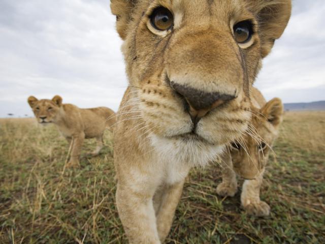 Curious Lion Cubs, Masai Mara Game Reserve, Kenya