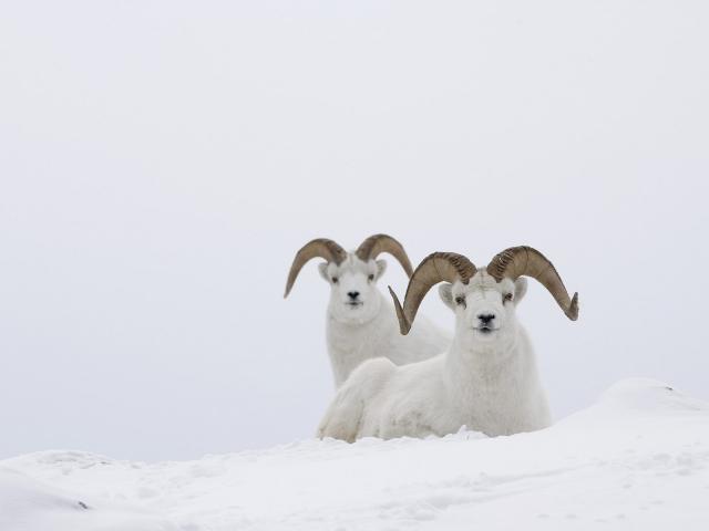 Dall Sheep Rams, Yukon, Canada
