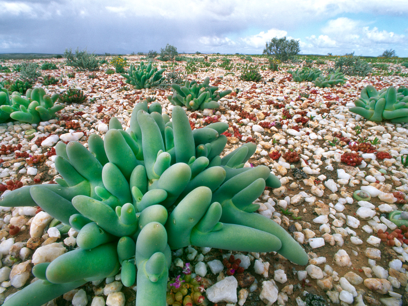 Finger and Thumb_Succulent Plant, South Africa