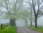 Foggy Morning in Spring, Great Smoky Mountains National Park, Tennessee