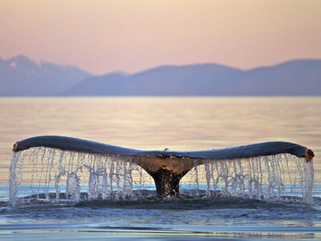 Humpback Whale, Fredrick Sound, Alaska