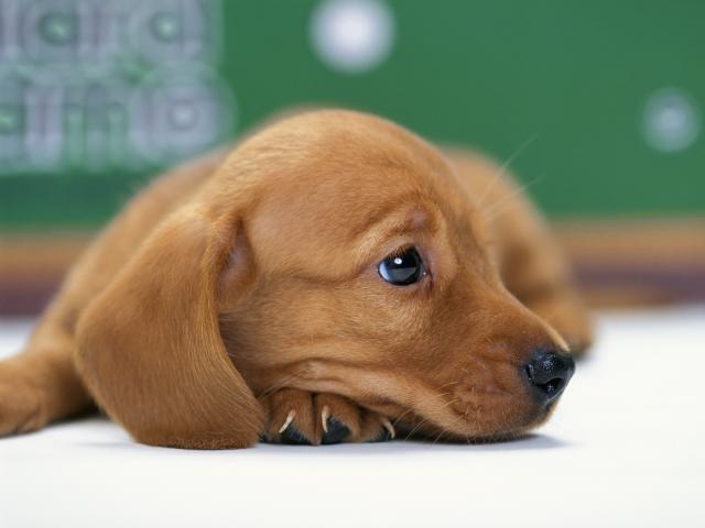 Miniature Dachshund Puppy