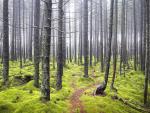 Misty Path Leading to Light