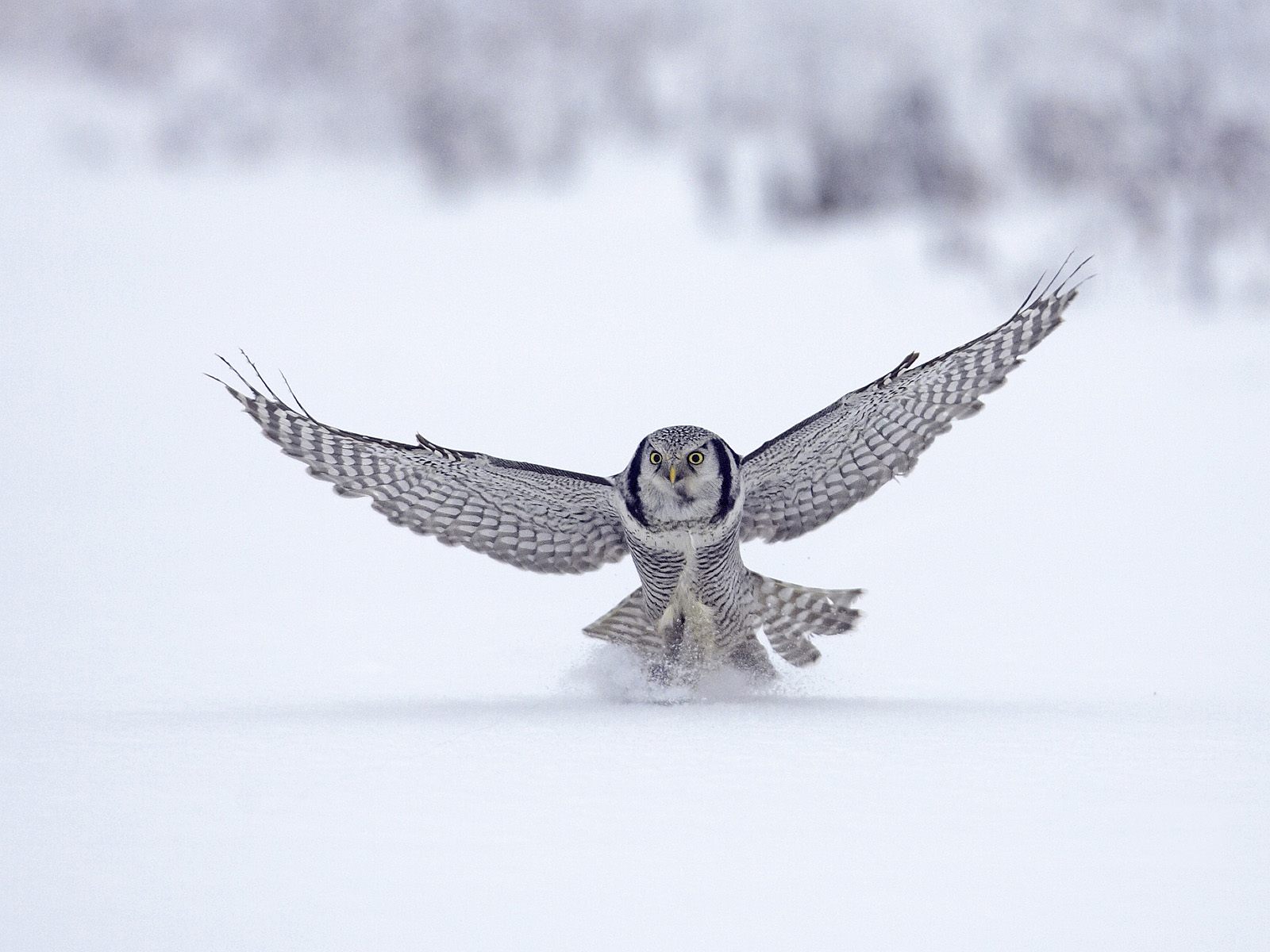 Northern Hawk Owl, Finland