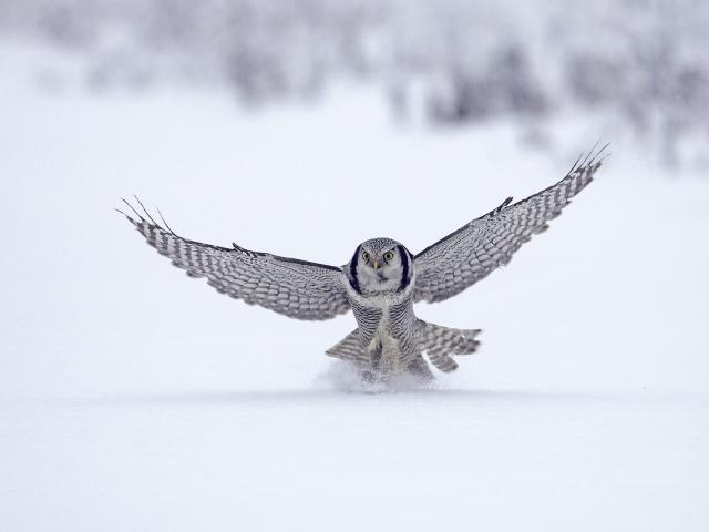 Northern Hawk Owl, Finland