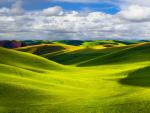 Rolling Wheat Fields, Palouse, Washington