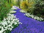 Spring Flowers, Keukenhof, Lisse, Netherlands