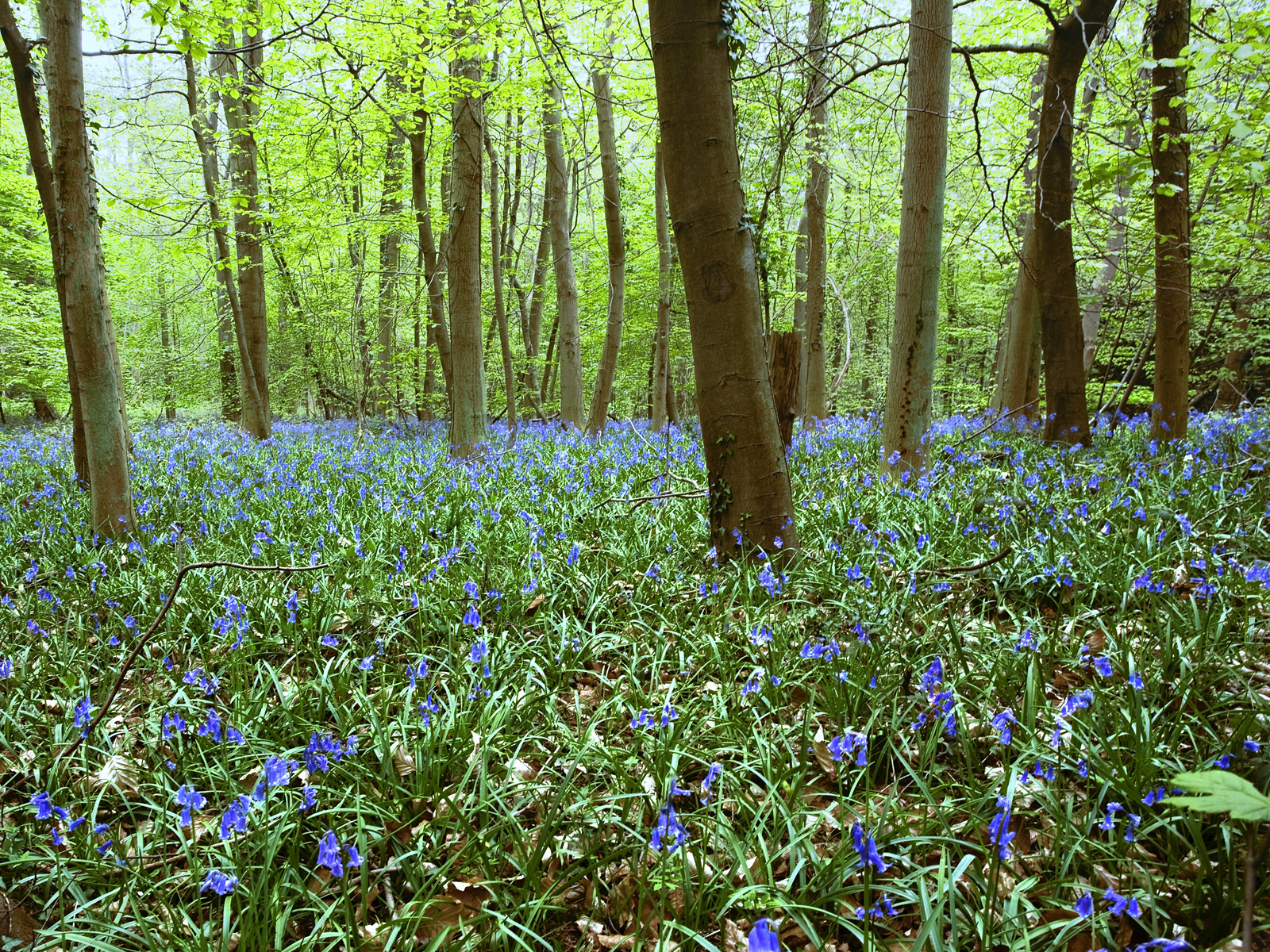 Violets, Yorkshire, England