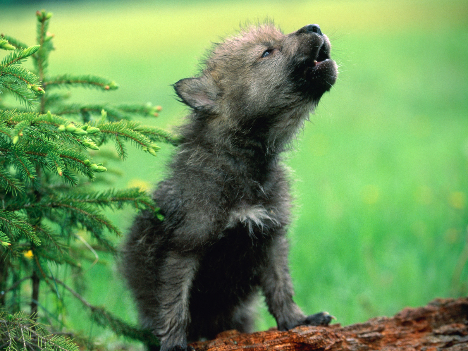 Wolf Pup