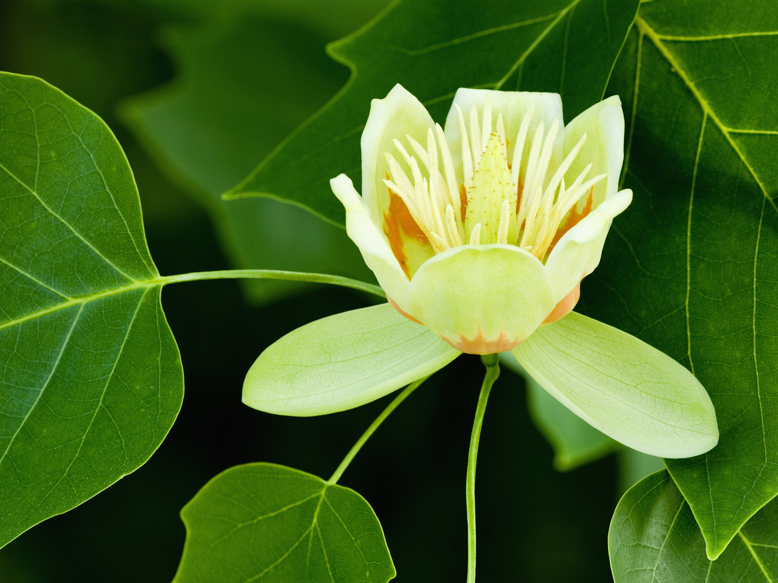 Blossom of a Tulip Tree or Yellow Poplar