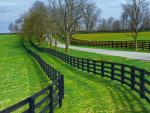 Horse Farm, Near Lexington, Kentucky