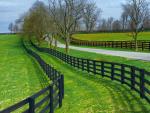 Horse Farm, Near Lexington, Kentucky