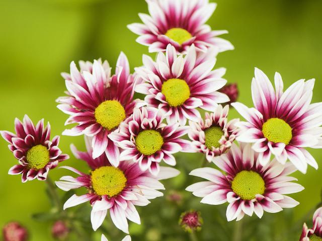 Pink and White Chrysanthemum Daisies