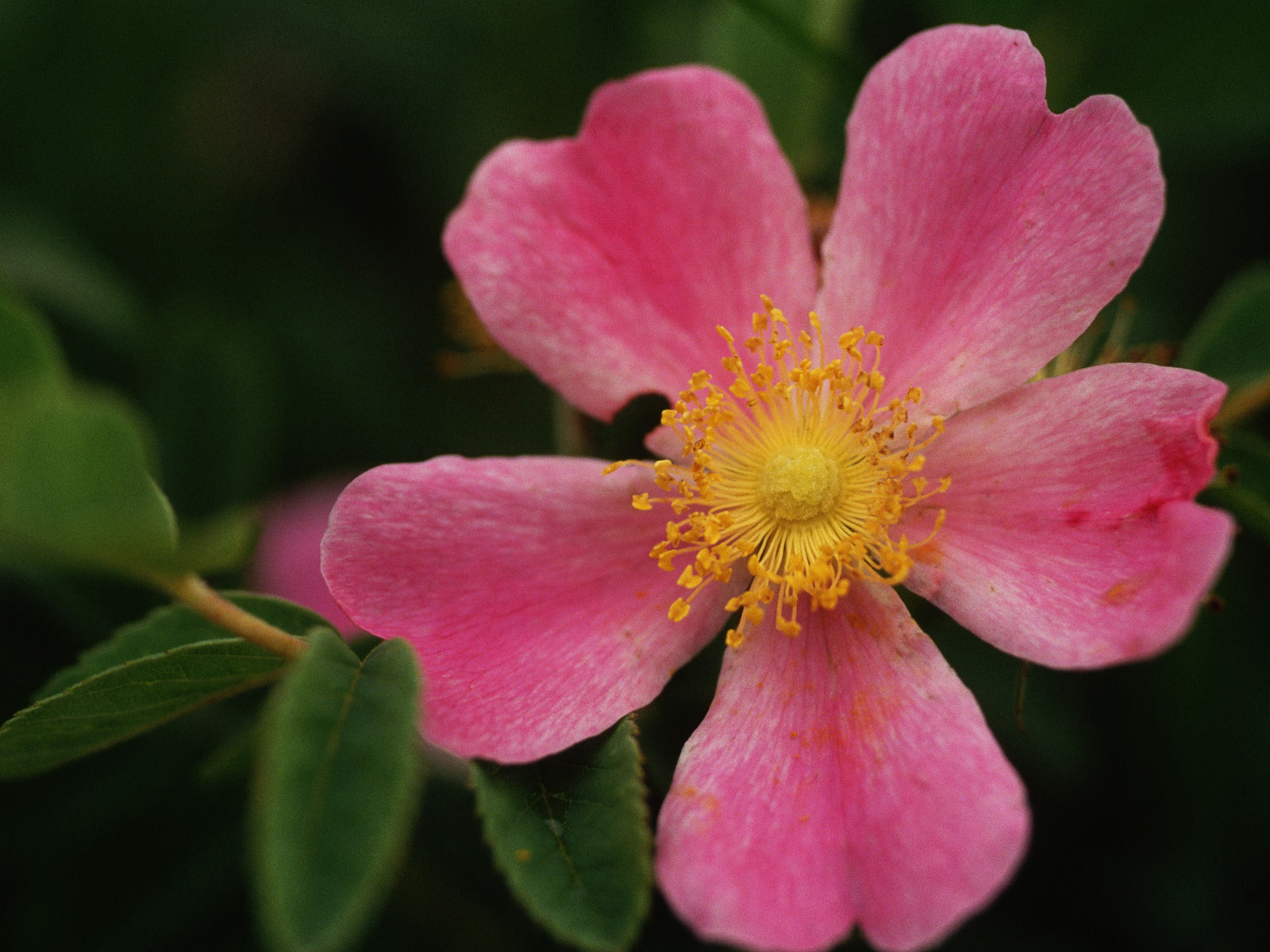 Prairie Rose, North Dakota