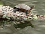 Red-Eared Slider, Radnor Lake State Park, Nashville, Tennessee