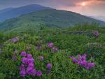 Rhododendrons, North Carolina