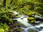 Roaring Fork, Great Smoky Mountains, Tennessee