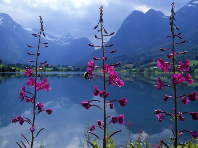 Rosebay, Norway