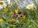 Stalking Insects