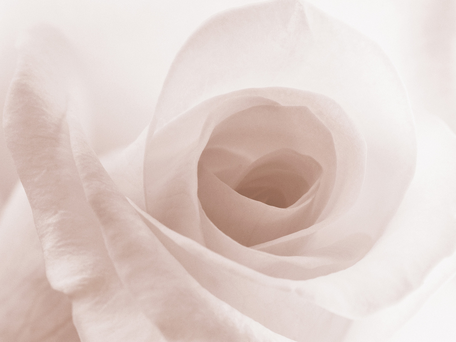 Blooming White Rose