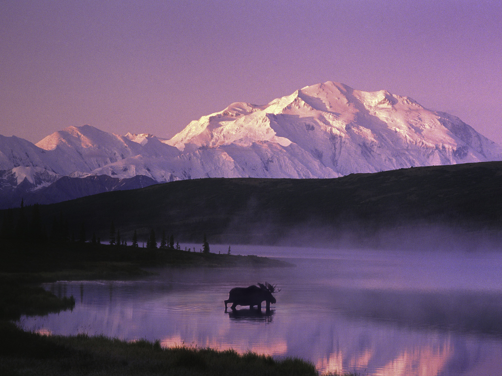 Bull Moose Walking into Misty Lake Denali National Park and Preserve Alaska