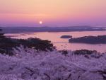 Cherry Blossoms Matsushima Miyagi Japan