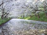 Cherry Trees Hirosaki Aomori Prefecture Japan