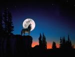 Howl at the Moon