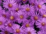Michaelmas Daisies