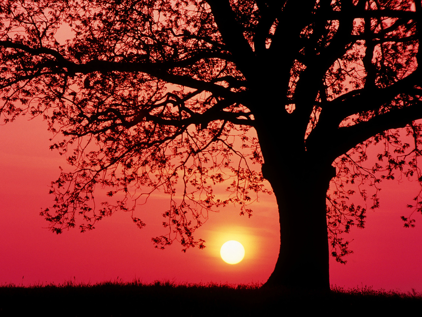 Oak Tree at Sunset in Spring Germany