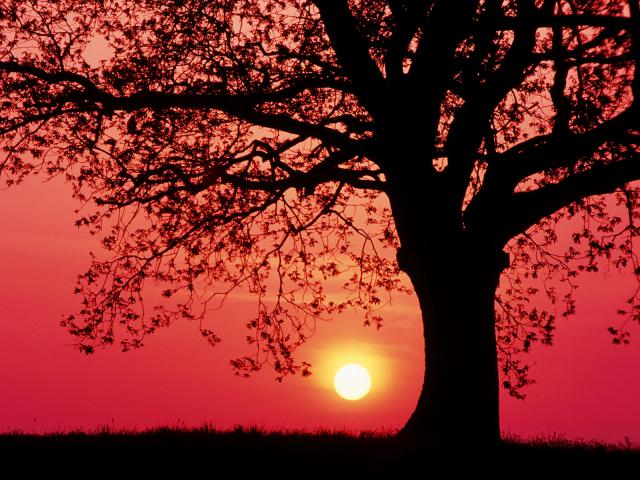 Oak Tree at Sunset in Spring Germany