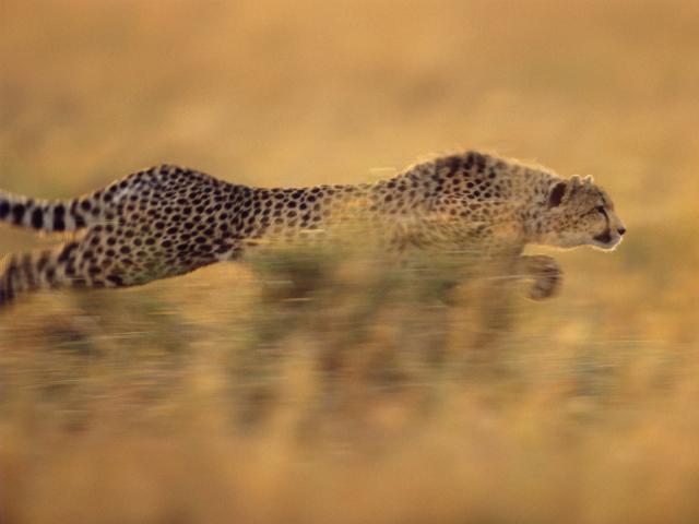 Running Cheetah