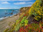 Seaside Garden Bodega Bay California