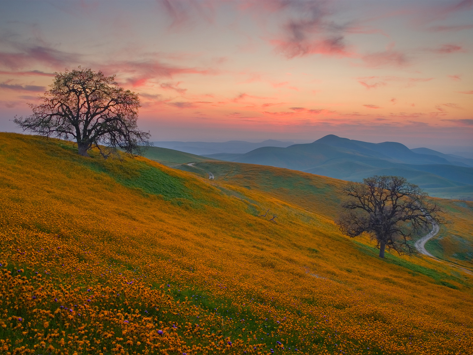 Spring Wildflowers at Sunset Bakersfield California