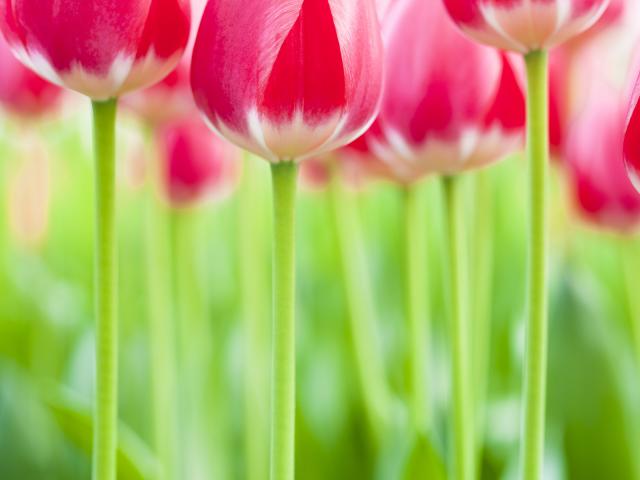 Tulips Lisse Netherlands