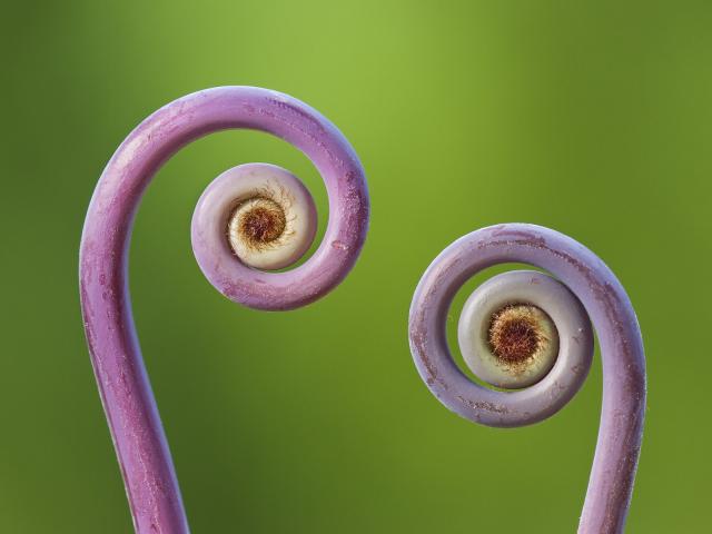 Uluhe Fern Fiddleheads Hawaii Volcanoes National Park Hawaii