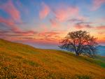 When Angels Take Flight Oak Tree Bakersfield California