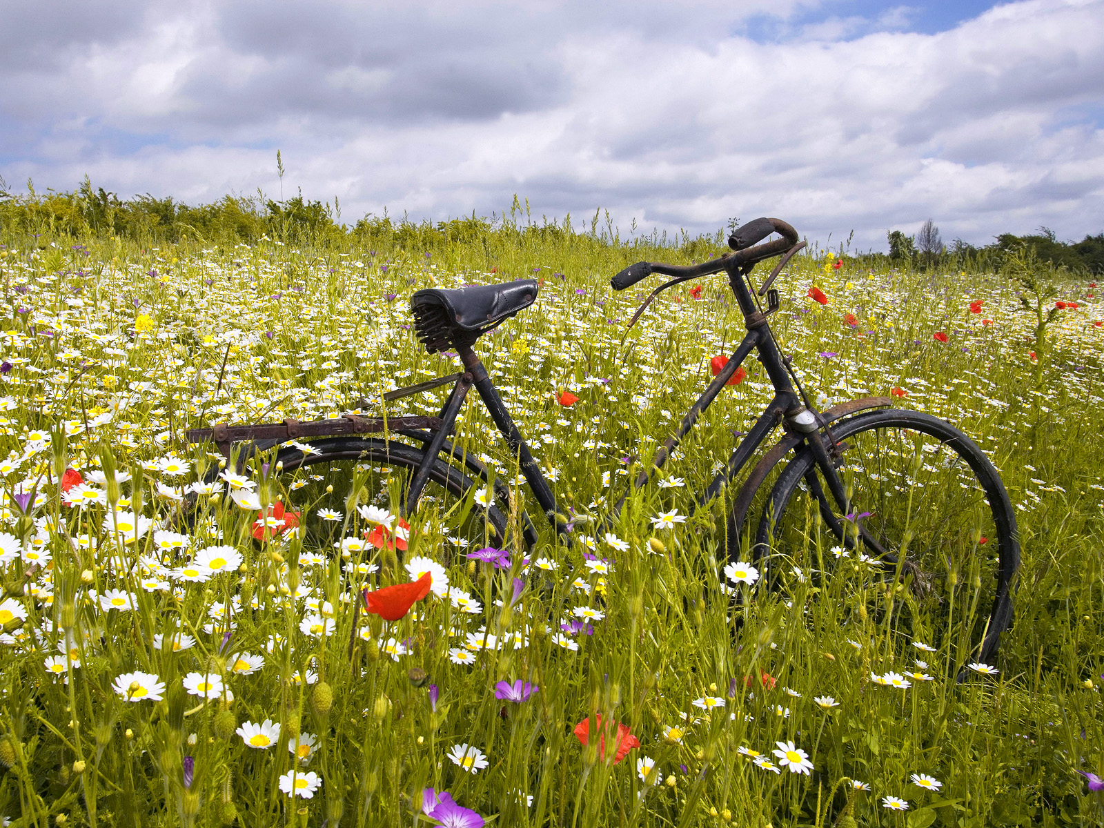 Wildflower Ride