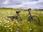 Wildflower Ride