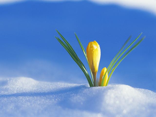 Yellow Crocus Emerging Through Snow